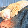 animal, blanket, cat, closeup, cozy, cute, domestic_cat, feline, fur, indoor, kitten, orange_tabby, paw, pet, relaxed, resting, sleeping, soft, sunlight, whiskers