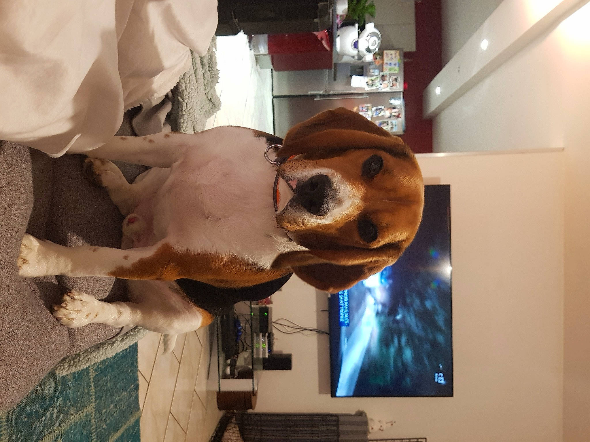 Pep'S participe au concours pour gagner de l'argent avec cette photo : art, canidae, carnivore, companion_dog, display_device, dog_breed, eyewear, fawn, fur, hat, jaw, nose, room, selfie, skull, smile, snout, sporting_group, visual_arts, working_animal