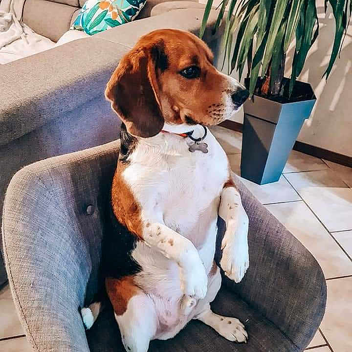 Pep'S participe au concours pour gagner de l'argent avec cette photo : beagle, black, brown, canine, chair, collar, couch, cute, dog, domestic_animal, furniture, indoor, living_room, pet, pillow, plant, relaxed, sitting, tile_floor, white