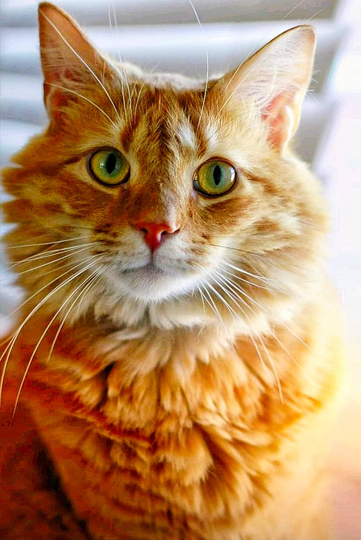 Max is registered to the contest to win money with this photo: carnivore, cat, claw, close_up, domestic_short_haired_cat, fawn, felidae, fur, paw, small_to_medium_sized_cats, snout, tail, terrestrial_animal, whiskers, wildlife, window, wood