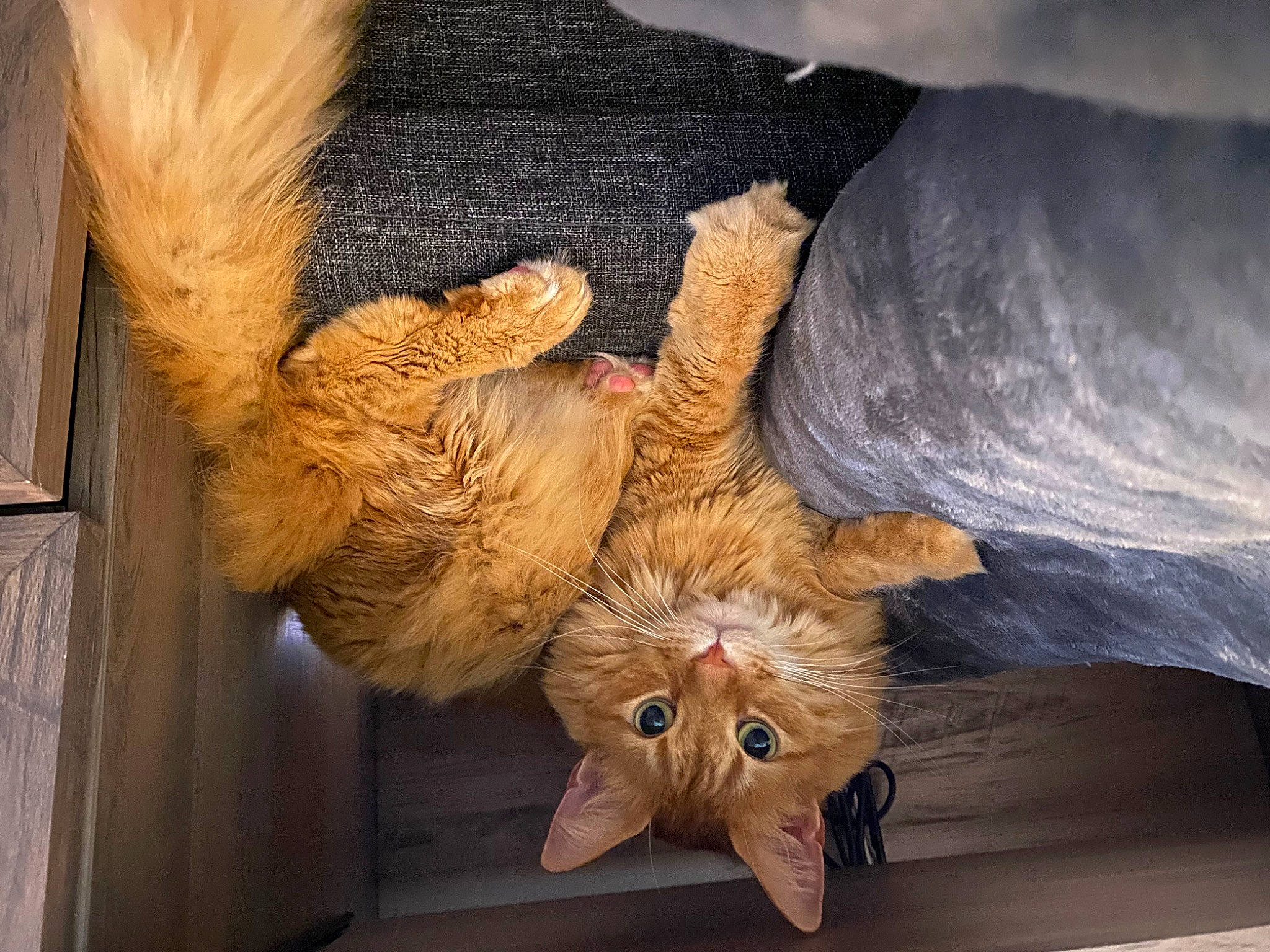 Max is registered to the contest to win money with this photo: carnivore, cat, claw, comfort, domestic_short_haired_cat, fawn, felidae, foot, fur, human_leg, paw, peach, small_to_medium_sized_cats, snout, tail, whiskers, wood