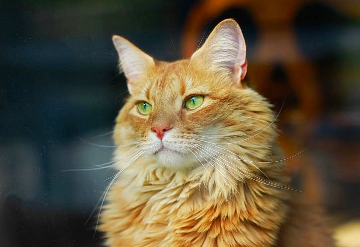 Max is registered to the contest to win money with this photo: carnivore, cat, domestic_short_haired_cat, eye, fawn, felidae, fur, small_to_medium_sized_cats, snout, terrestrial_animal, whiskers, wildlife