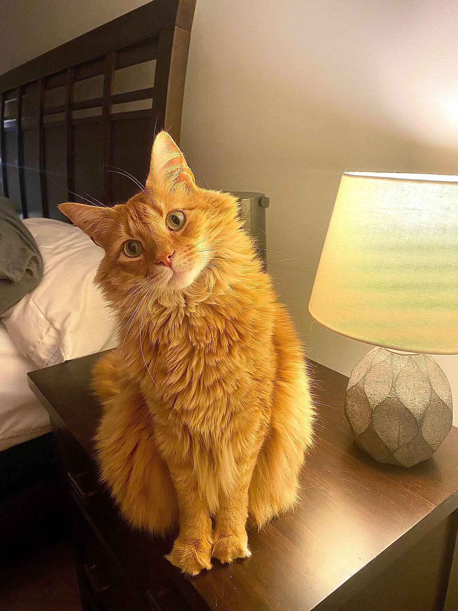 Max joined the competition — help win amazing prizes! box, cardboard, carnivore, cat, claw, comfort, domestic_short_haired_cat, fawn, felidae, flooring, fur, paw, room, small_to_medium_sized_cats, tail, tints_and_shades, whiskers, window, wood