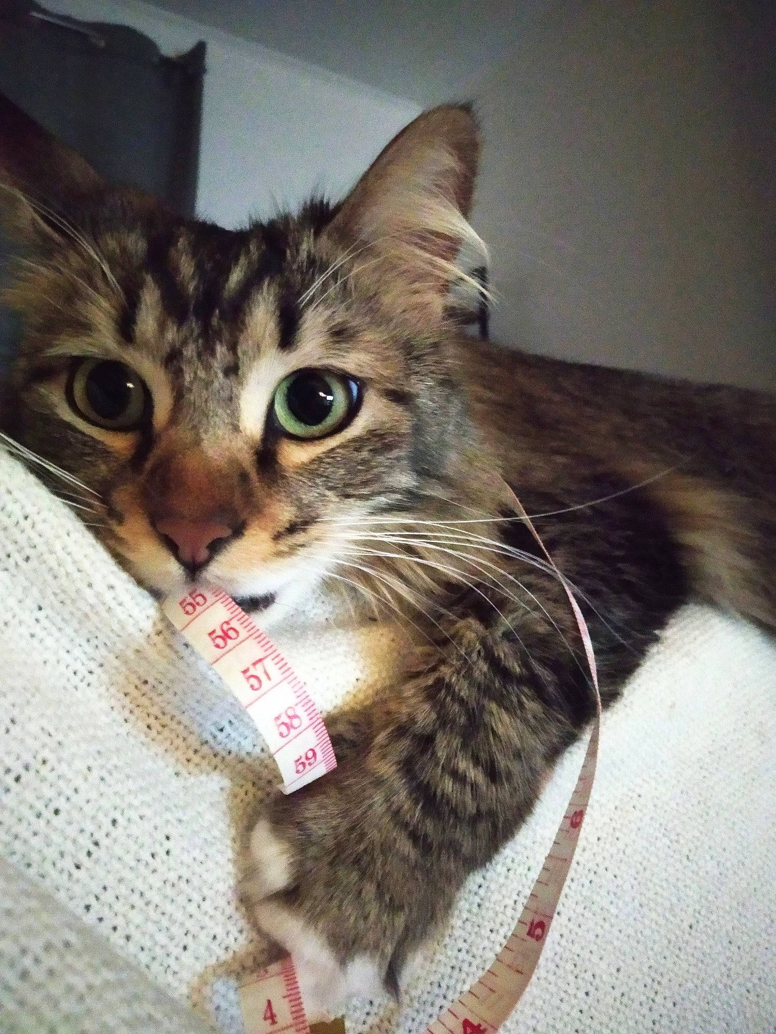 Ouchka a rejoint le concours — aidez-le/la à gagner de superbes lots ! aegean_cat, american_curl, american_shorthair, american_wirehair, asian, carnivore, cat, domestic_short_haired_cat, dragon_li, european_shorthair, felidae, fur, kitten, mammal, pixie_bob, siberian, small_to_medium_sized_cats, tabby_cat, toyger, whiskers