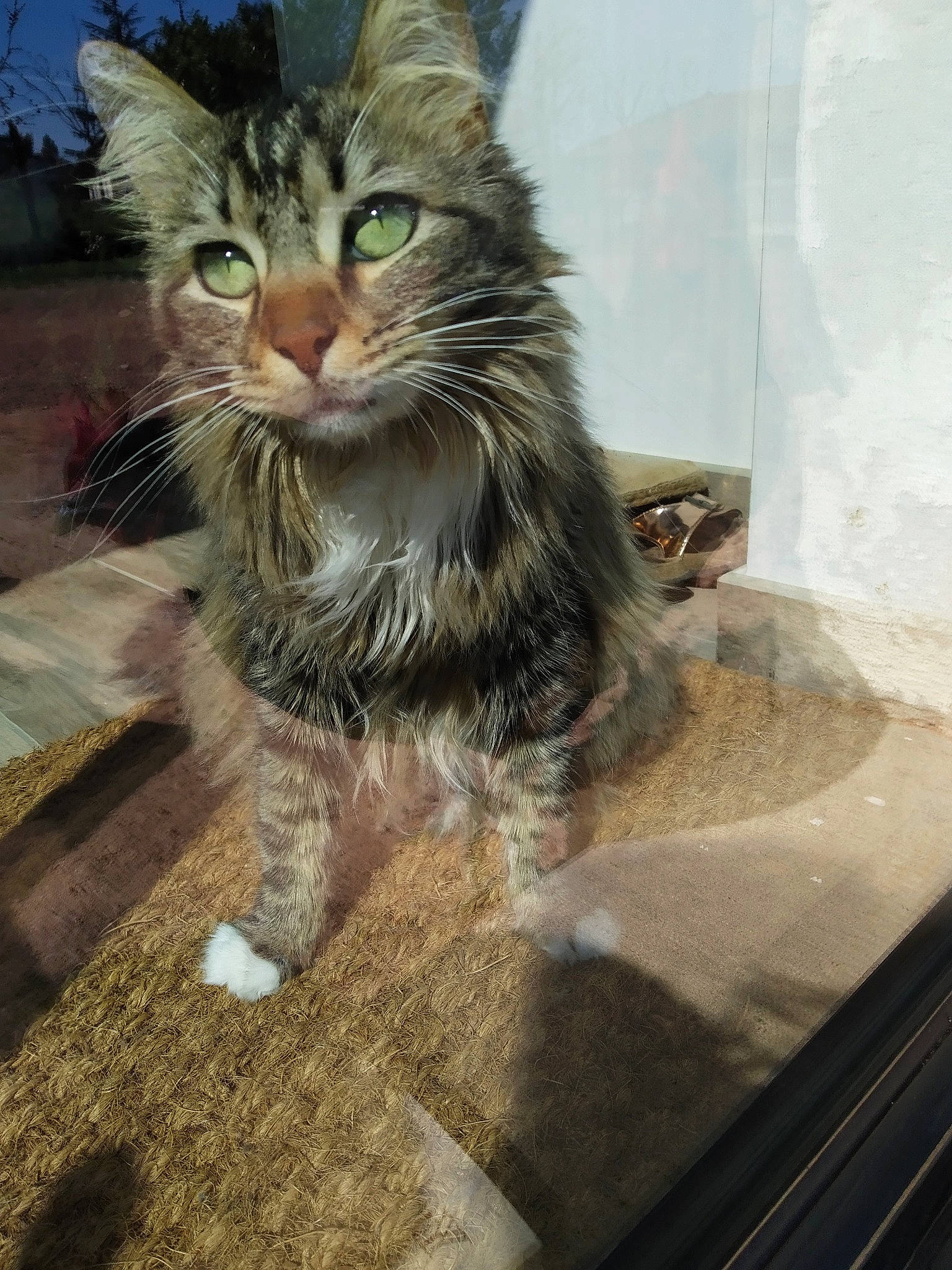 Ouchka participe au concours pour gagner de l'argent avec cette photo : aegean_cat, american_curl, carnivore, cat, domestic_long_haired_cat, domestic_short_haired_cat, dragon_li, european_shorthair, felidae, kitten, maine_coon, mammal, norwegian_forest_cat, pixie_bob, polydactyl_cat, siberian, small_to_medium_sized_cats, tabby_cat, whiskers, wild_cat