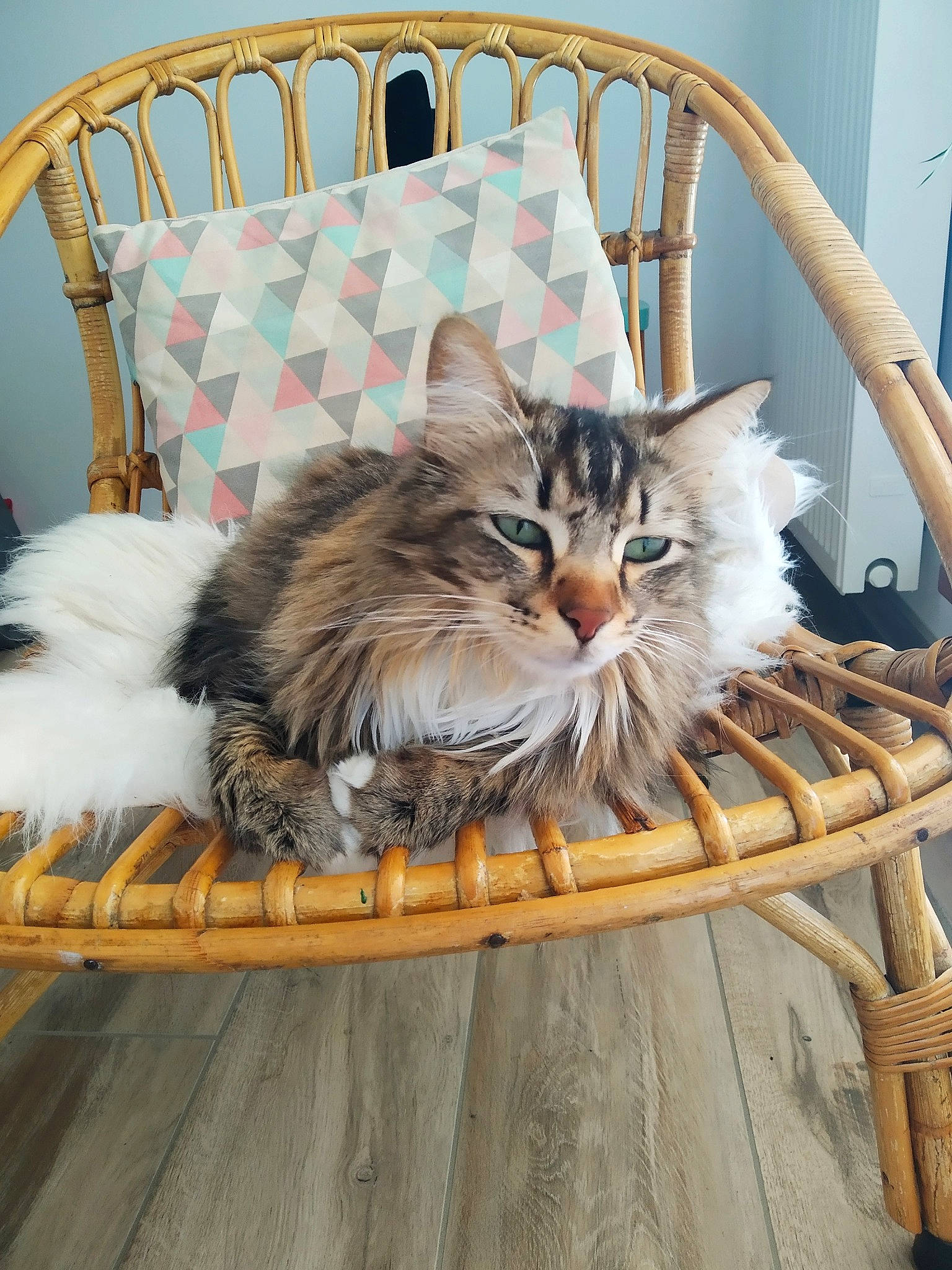 Ouchka a rejoint le concours — aidez-le/la à gagner de superbes lots ! asian, carnivore, cat, chair, domestic_long_haired_cat, fawn, felidae, fur, furniture, kitten, maine_coon, norwegian_forest_cat, persian, ragamuffin, small_to_medium_sized_cats, whiskers, wicker
