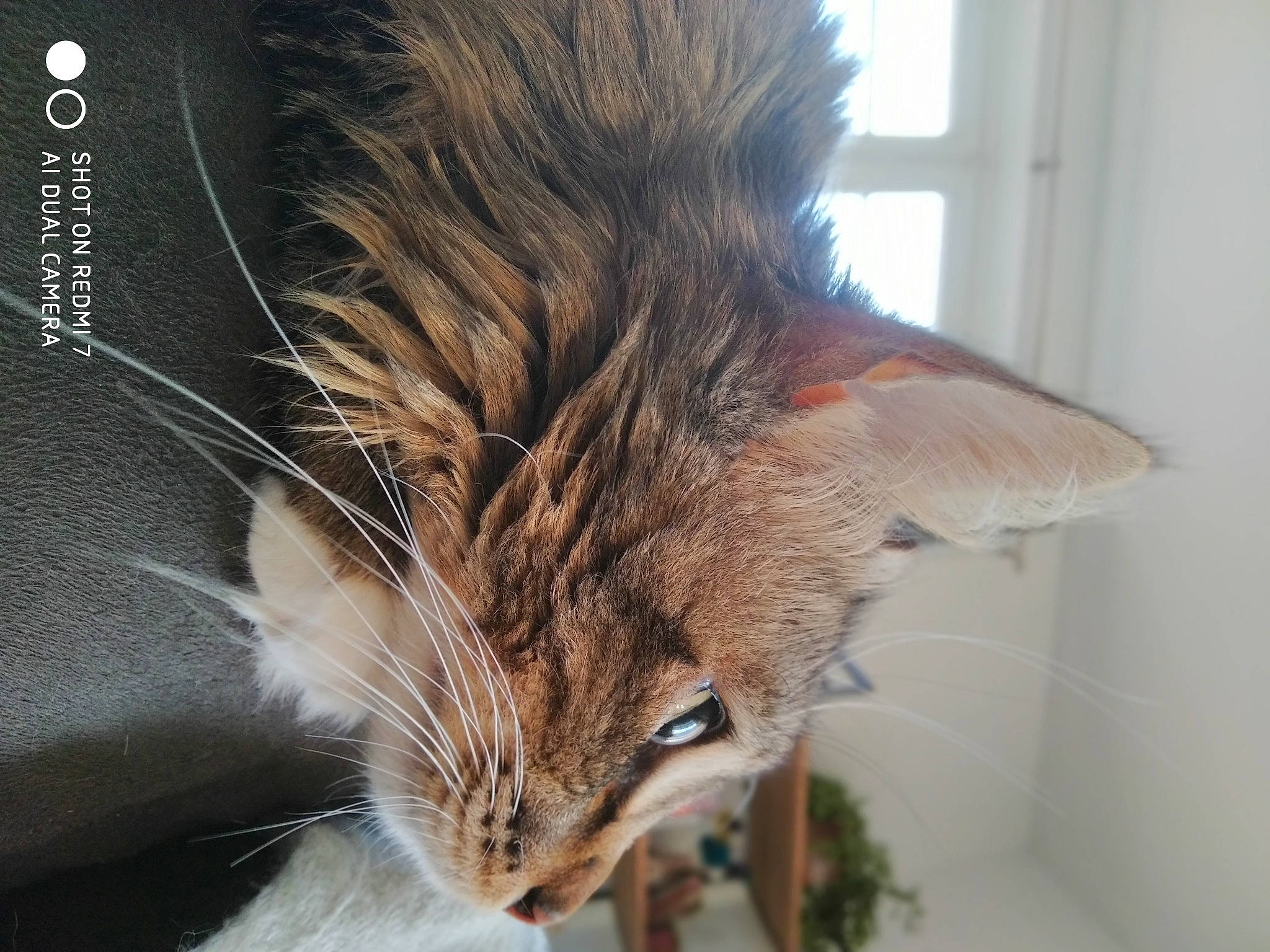 Ouchka participe au concours pour gagner de l'argent avec cette photo : carnivore, cat, close_up, domestic_short_haired_cat, ear, european_shorthair, fawn, felidae, fur, kitten, norwegian_forest_cat, organism, pixie_bob, siberian, small_to_medium_sized_cats, tabby_cat, tail, whiskers