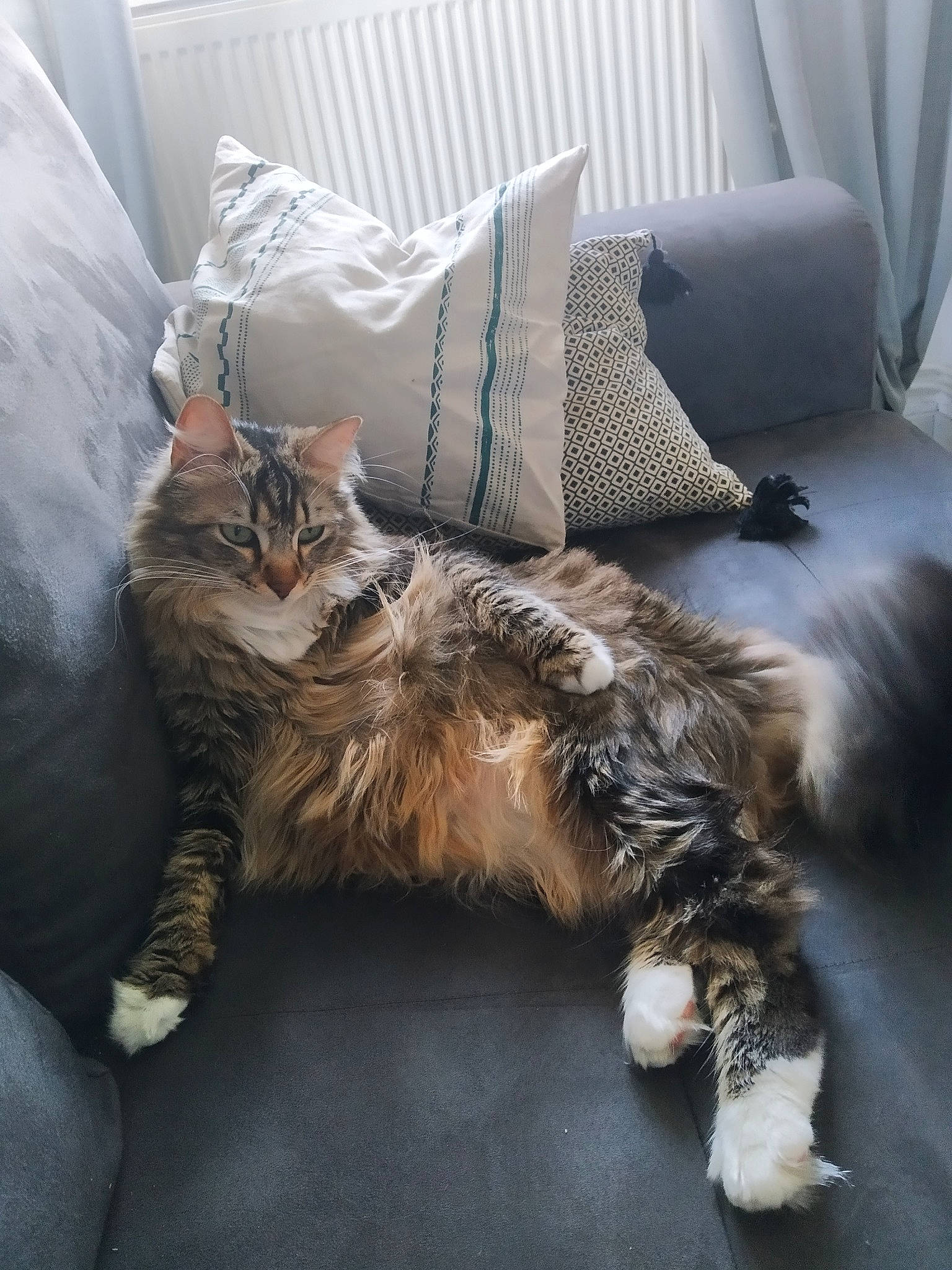 Ouchka participe au concours pour gagner de l'argent avec cette photo : carnivore, cat, domestic_long_haired_cat, dragon_li, european_shorthair, felidae, fur, kitten, maine_coon, mammal, norwegian_forest_cat, pixie_bob, small_to_medium_sized_cats, tabby_cat, whiskers, wild_cat