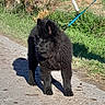 animal, black_dog, canine, cute, daytime, dog, ears, fence, fluffy, grass, leash, nature, outdoor, path, pet, puppy, rural, shadow, sunlight, walking