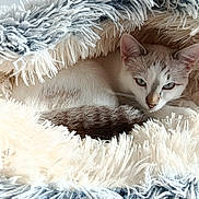 Kiwi participe au concours pour gagner de l'argent avec cette photo : cat, kitten, animal, pet, furry, white_fur, gray_fur, blue_eyes, sleeping, cuddled, blanket, fluffy, cozy, indoors, closeup, portrait, whiskers, ears, relaxed, cute