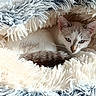 cat, kitten, animal, pet, furry, white_fur, gray_fur, blue_eyes, sleeping, cuddled, blanket, fluffy, cozy, indoors, closeup, portrait, whiskers, ears, relaxed, cute