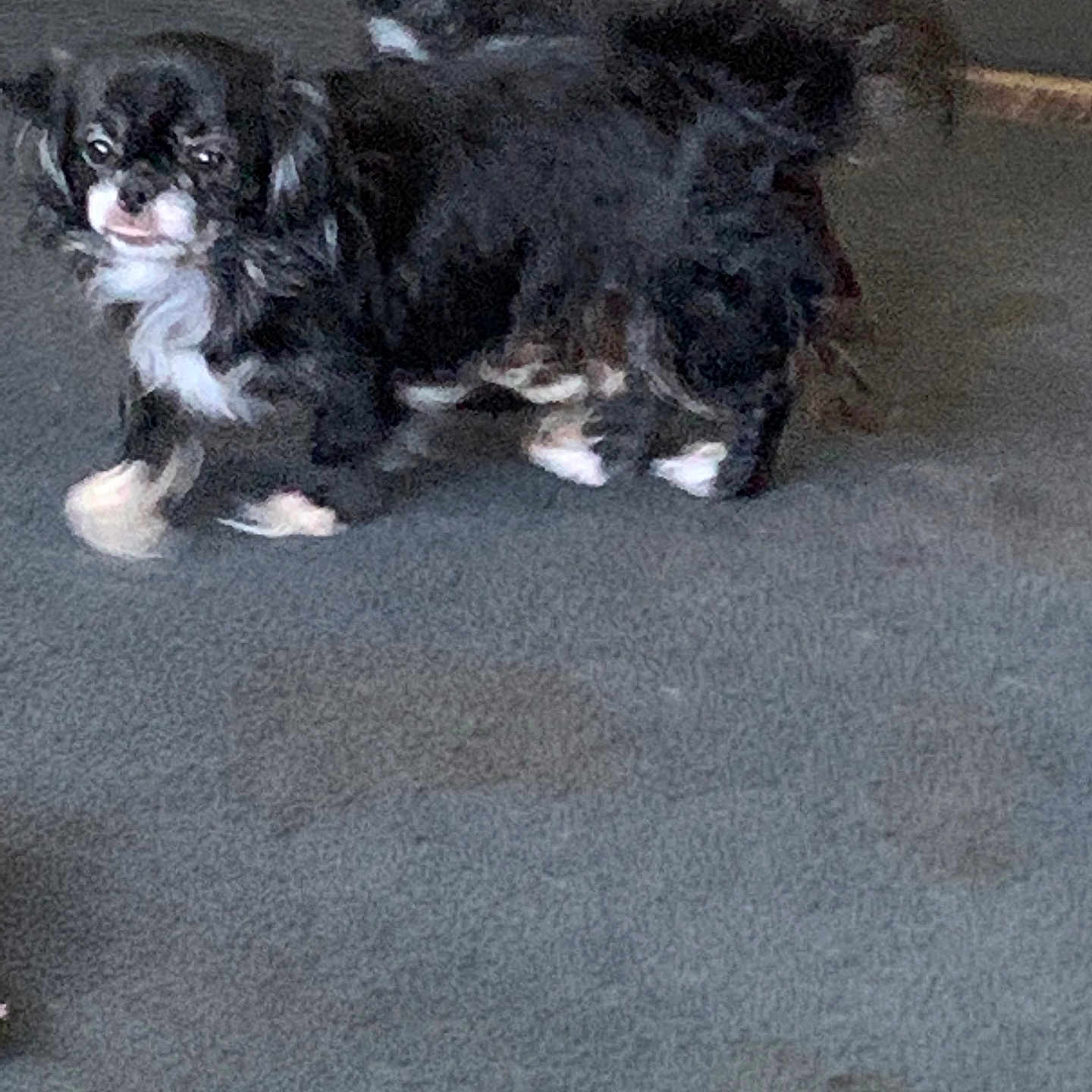 Lulu is registered to the contest to win money with this photo: animal, black_dog, canine, carpet, companion, cute, dog, domestic, floor, fur, household, indoor, looking, mammal, pet, playful, small_dog, standing, two_dogs, white_fur