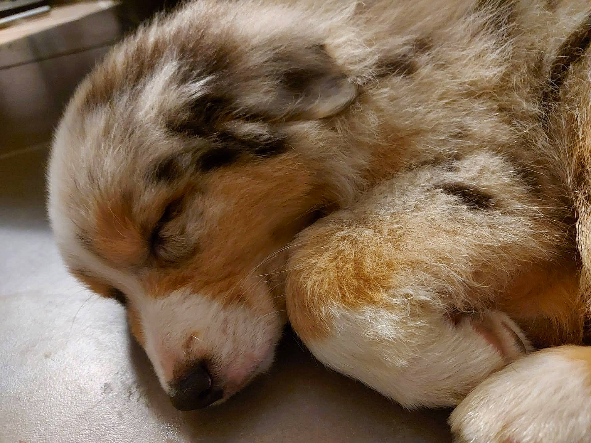 Sucette participe au concours pour gagner de l'argent avec cette photo : canidae, carnivore, claw, companion_dog, dog, dog_breed, ear, fawn, felidae, fur, liver, mammal, paw, small_to_medium_sized_cats, snout, sporting_group, terrestrial_animal, vertebrate, whiskers, wildlife