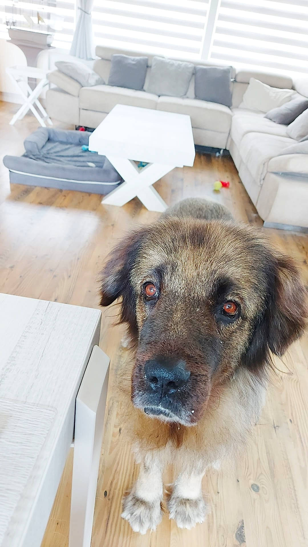 Salsa a rejoint le concours — aidez-le/la à gagner de superbes lots ! canidae, carnivore, comfort, companion_dog, couch, dog, dog_breed, fawn, floor, flooring, fur, guard_dog, puppy, snout, sporting_group, studio_couch, table, wood, working_animal, working_dog