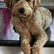 Jingles joined the competition — help win amazing prizes! dog, curly_fur, brown_fur, pet, animal, indoor, relaxed, paws, crossed_paws, fur, muzzle, ears, snout, portrait, closeup, floor, furniture, reflection, home, cozy