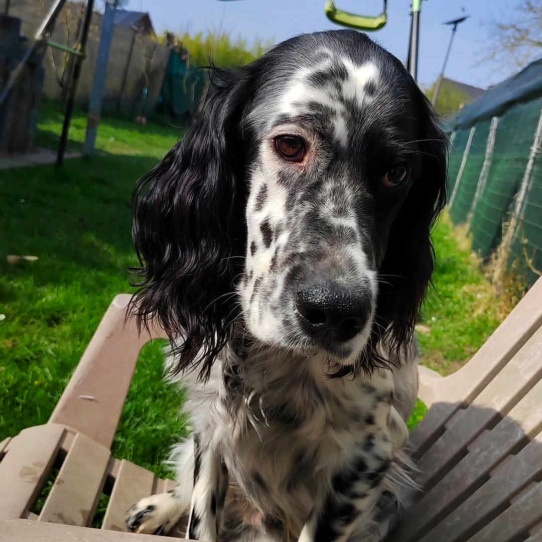 Oscar a rejoint le concours — aidez-le/la à gagner de superbes lots ! dog, animal, outdoor, grass, chair, pet, black_and_white, spotted, sunlight, playground, fence, nature, summer, canine, portrait, ears, nose, wood, daytime, garden