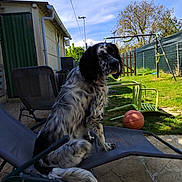Oscar a rejoint le concours — aidez-le/la à gagner de superbes lots ! dog, lounge_chair, backyard, basketball, green_fence, tree, grass, blue_sky, sunny, outdoor, pet, playful, chair, fence, daylight, relaxed, animal, canine, spot, garden