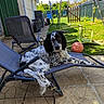 Oscar a rejoint le concours — aidez-le/la à gagner de superbes lots ! dog, black_and_white, spotted, lounge_chair, outdoor, patio, basketball, green_chair, grass, fence, sunny, relaxed, backyard, garden, reclining_chair, playful, daylight, animal, canine, resting