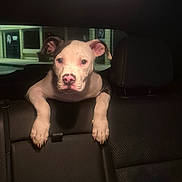 Gotti joined the competition — help win amazing prizes! animal, black_and_white, canine, car_interior, curious, cute, dog, domestic_animal, ears, front_view, indoor, looking, night, nose, paws, pets, puppy, seat, vehicle, young_dog