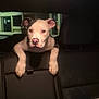 Gotti is registered to the contest to win money with this photo: animal, backseat, black, car_interior, curious, cute, dog, domestic_animal, ears, face, head, indoor, leather_seat, night, paws, pet, puppy, white, window, young_dog