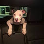 Gotti joined the competition — help win amazing prizes! animal, black_and_white, canine, car_interior, curious, cute, dog, domestic_animal, ears, front_view, indoor, looking, night, nose, paws, pets, puppy, seat, vehicle, young_dog