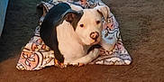 Gotti is registered to the contest to win money with this photo: animal, black, blanket, brown, calm, carpet, cute, dog, domestic, ears, floor, indoor, looking, lying_down, pet, resting, snout, toy, white, young_dog