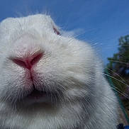 Yuki a rejoint le concours — aidez-le/la à gagner de superbes lots ! angora_rabbit, close_up, domestic_rabbit, fauna, fur, hare, nose, rabbit, rabits_and_hares, sky, snout, whiskers