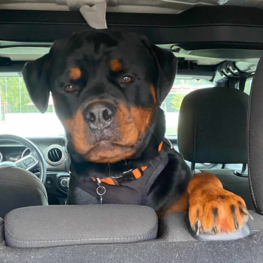 Bentley joined the competition — help win amazing prizes! animal, black_and_tan, canine, car_interior, collar, companion, dashboard, dog, domestic_animal, headrest, leather_seat, looking, paw, pet, portrait, rottweiler, seat, seatbelt, vehicle, window