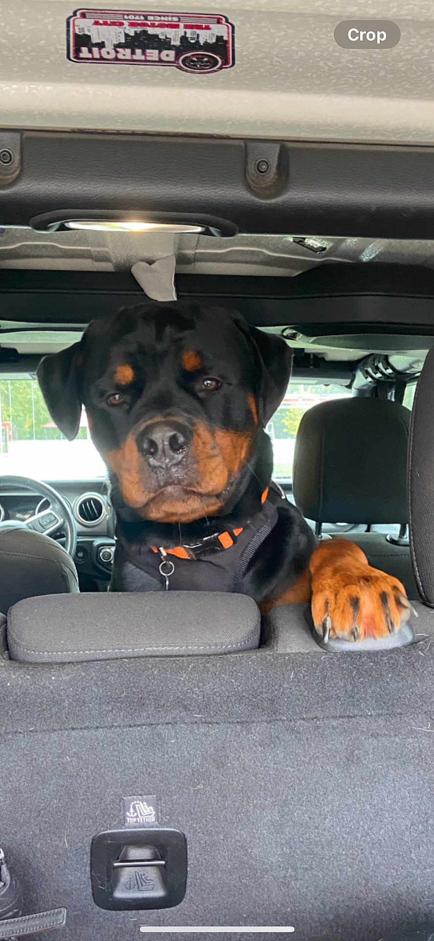 Bentley joined the competition — help win amazing prizes! dog, rottweiler, car_interior, pet, animal, paw, seat, collar, black_and_tan, vehicle, window, leather_seat, dashboard, headrest, seatbelt, canine, domestic_animal, looking, companion, portrait