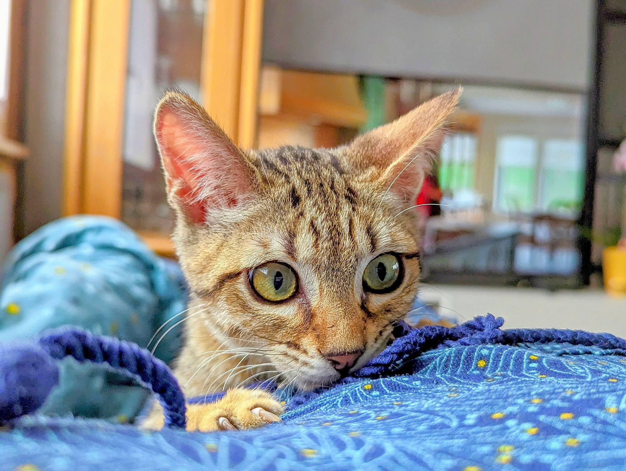 Alma participe au concours pour gagner de l'argent avec cette photo : carnivore, cat, cat_supply, claw, comfort, domestic_short_haired_cat, event, fawn, felidae, fur, sitting, small_to_medium_sized_cats, snout, terrestrial_animal, whiskers, wildlife