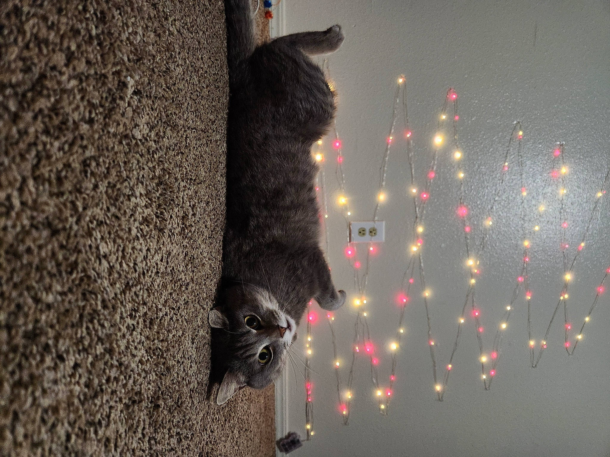 Berry joined the competition — help win amazing prizes! black_cat, canidae, carnivore, darkness, diwali, domestic_short_haired_cat, event, felidae, fur, holiday, midnight, new_year, organism, plant, shadow, small_to_medium_sized_cats, tail, tree, whiskers, window