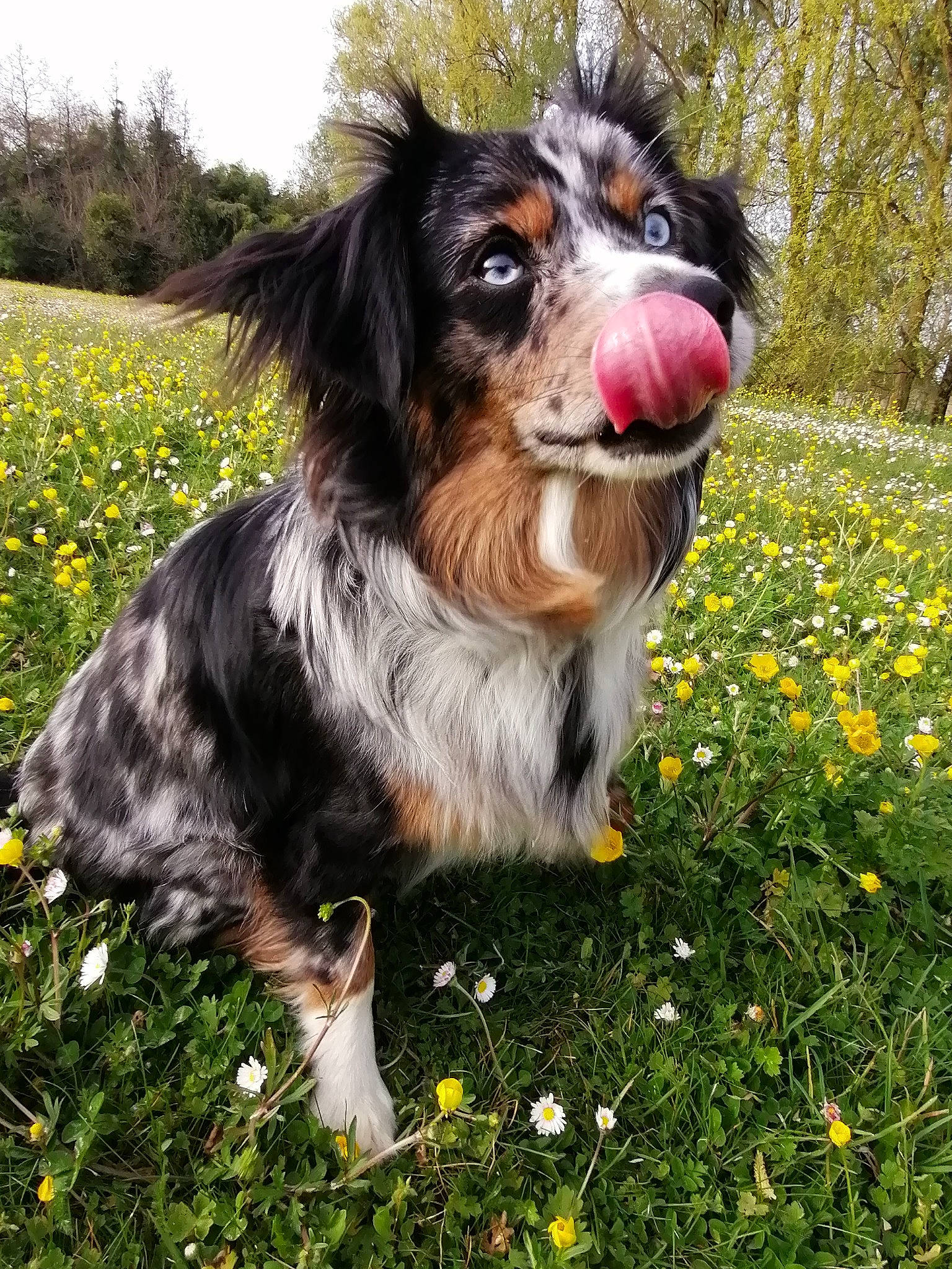 Rune participe au concours pour gagner de l'argent avec cette photo : bernese_mountain_dog, canidae, carnivore, collar, companion_dog, dog, dog_breed, dog_collar, flower, fur, grass, people_in_nature, plant, snout, spaniel, sporting_group, toy_dog, tree, whiskers, working_animal