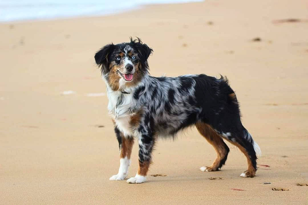 Rune participe au concours pour gagner de l'argent avec cette photo : australian_shepherd, beach, border_collie, canidae, carnivore, companion_dog, dog, dog_breed, fur, gun_dog, herding_dog, hunting_dog, sand, snout, soil, sporting_group, tail, water_dog, working_animal, working_dog