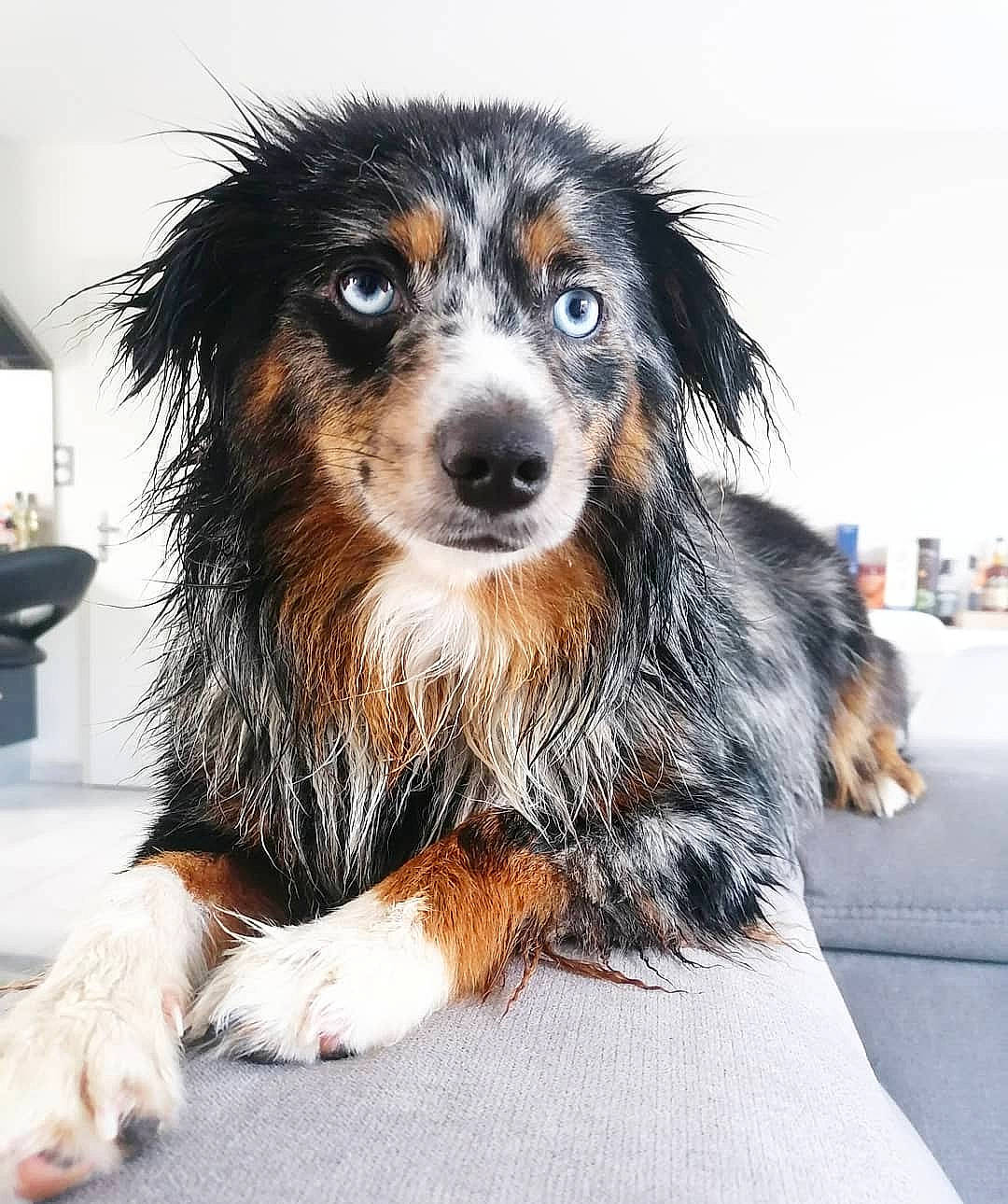 Rune participe au concours pour gagner de l'argent avec cette photo : ancient_dog_breeds, canidae, carnivore, companion_dog, dog, dog_breed, event, fur, snout, sporting_group, terrestrial_animal, whiskers, working_dog