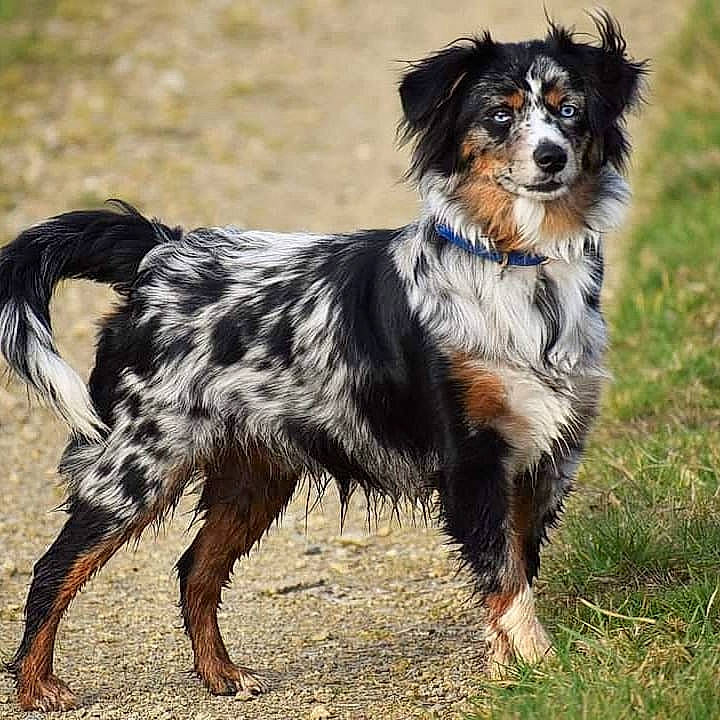 Rune participe au concours pour gagner de l'argent avec cette photo : balance, canidae, carnivore, companion_dog, dog, dog_breed, fur, herding_dog, snout, soil, sporting_group, terrestrial_animal, working_dog