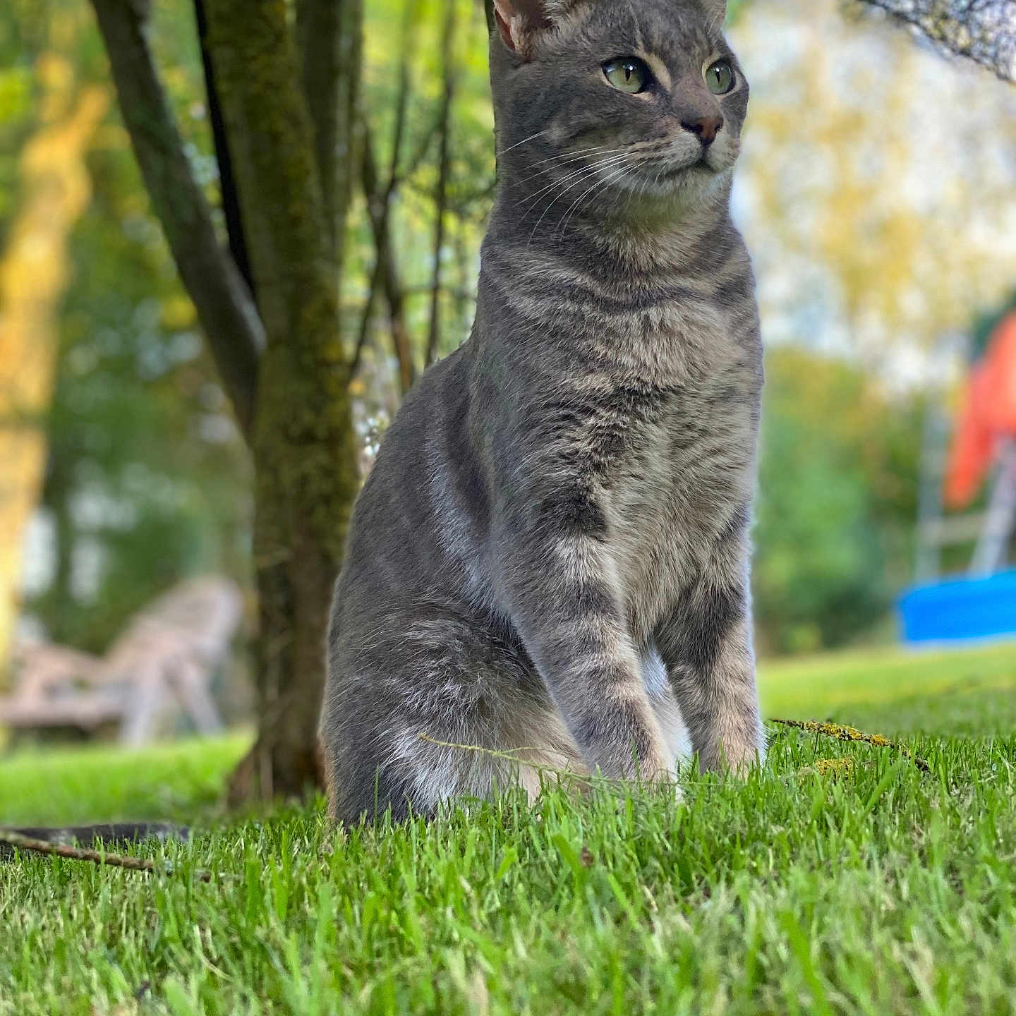 Gustave participe au concours pour gagner de l'argent avec cette photo : abyssinian, animal, backyard, cat, field, grass, grassland, green, kitten, land, lawn, manx, nature, outdoors, park, pet, plant, tree, vegetation, yard