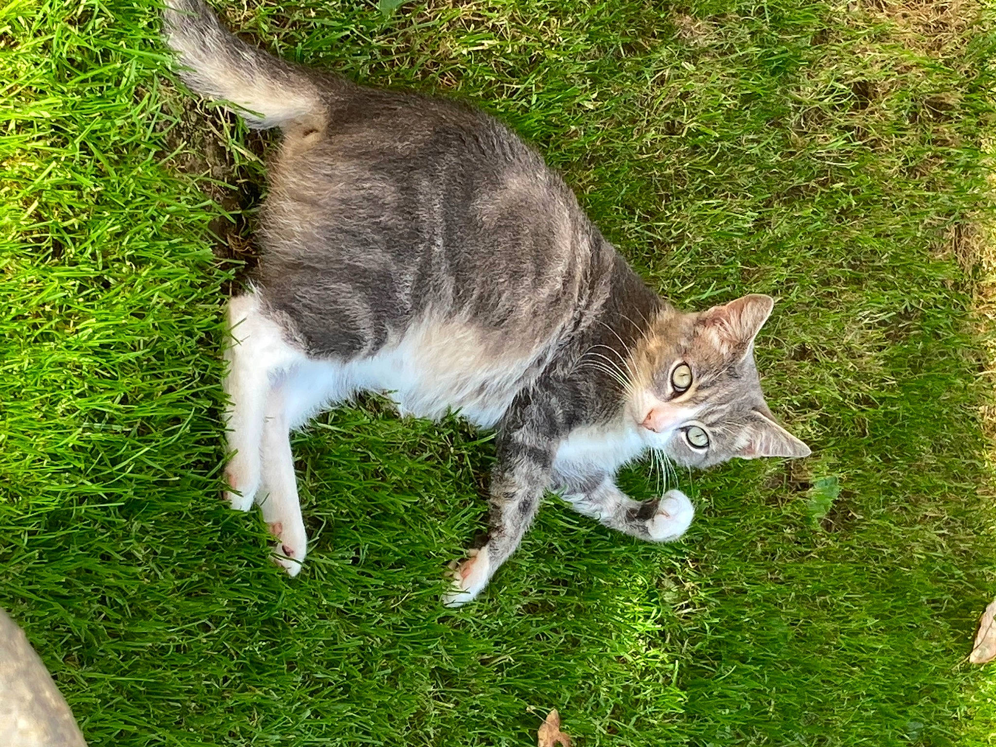 Mimoune a rejoint le concours — aidez-le/la à gagner de superbes lots ! carnivore, cat, domestic_short_haired_cat, felidae, fur, grass, grassland, groundcover, lawn, plant, small_to_medium_sized_cats, snout, tail, terrestrial_animal, whiskers, wildlife