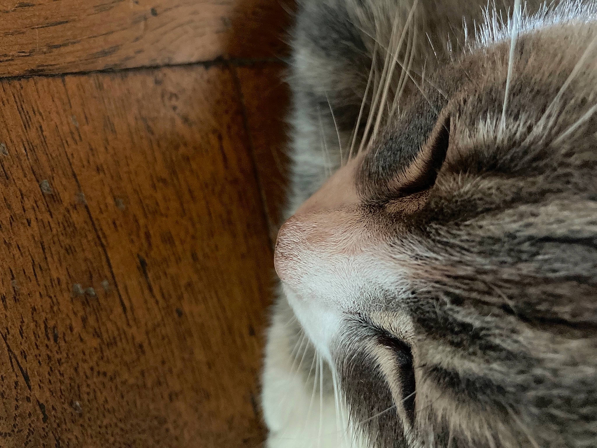 Mimoune a rejoint le concours — aidez-le/la à gagner de superbes lots ! brown, carnivore, cat, domestic_short_haired_cat, felidae, flooring, fur, hardwood, paw, plank, plywood, small_to_medium_sized_cats, snout, terrestrial_animal, varnish, whiskers, wildlife, wood, wood_flooring, wood_stain