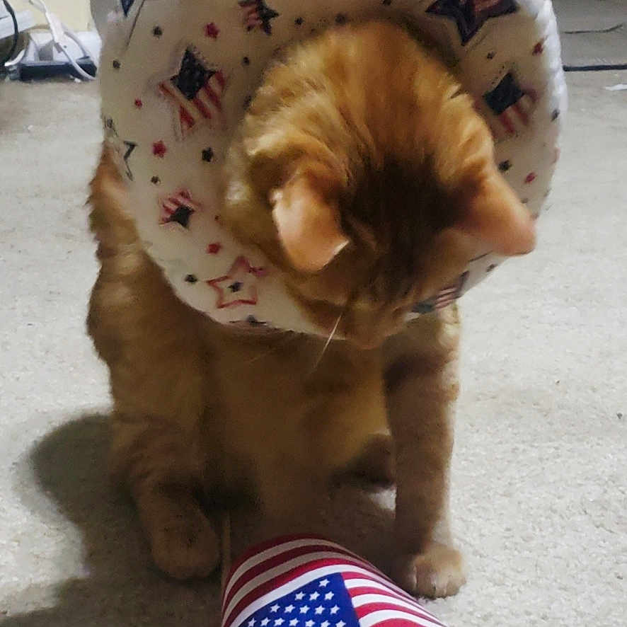 Nala is registered to the contest to win money with this photo: american_flag, animal, carpet, cat, celebration, cone_collar, curious, cute, domestic_cat, feline, flag, floor, home, indoor, looking_down, orange_cat, patriotic, pet, small_flag, star_pattern