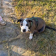 Blue participe au concours pour gagner de l'argent avec cette photo : puppy, dog, grass, outdoor, path, harness, brown, white, curious, looking_up, pet, young_dog, sunlight, nature, animal, canine, ears, tail, pavement, ground
