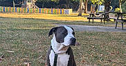 Blue participe au concours pour gagner de l'argent avec cette photo : dog, outdoor, park, grass, tree, playground, bench, sunlight, leash, pet, nature, daytime, animal, play_area, sitting, calm, summer, fence, canine, recreation