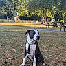 dog, outdoor, park, grass, tree, playground, bench, sunlight, leash, pet, nature, daytime, animal, play_area, sitting, calm, summer, fence, canine, recreation