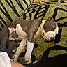 Blue a rejoint le concours — aidez-le/la à gagner de superbes lots ! dog, puppy, sleeping, blanket, indoor, cozy, resting, brown_and_white, fur, pet, canine, cute, relaxing, comfort, home, couch, animal, snout, paw, peaceful