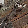 Blue a rejoint le concours — aidez-le/la à gagner de superbes lots ! dog, animal, outdoor, sunbathing, relaxed, resting, black_mat, rusty_metal, pavement, brown, white_paws, canine, pet, summer, sidewalk, texture, sleeping, quiet, peaceful, ears