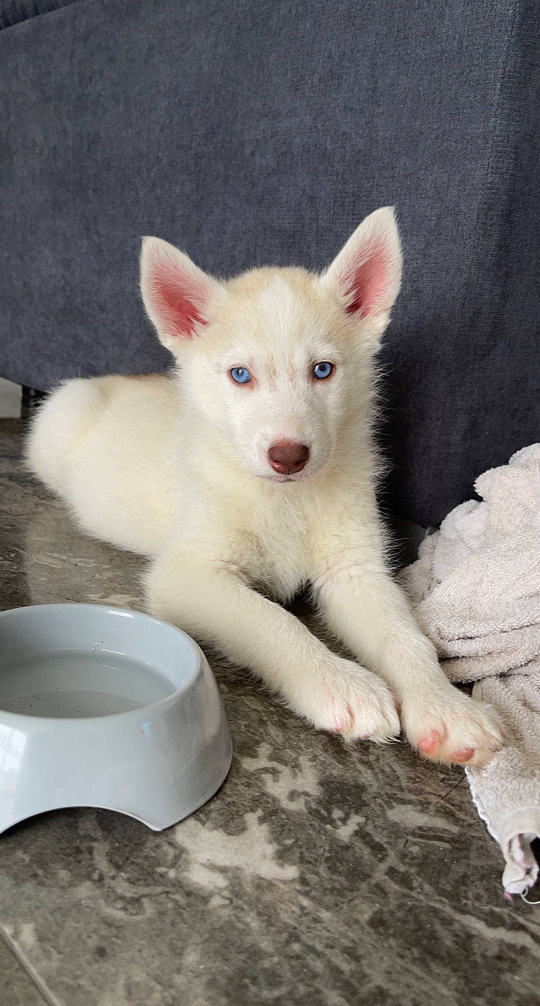 Snow participe au concours pour gagner de l'argent avec cette photo : canidae, carnivore, companion_dog, dishware, dog, dog_breed, fawn, felidae, fur, jaw, paw, porcelain, serveware, snout, tail, terrestrial_animal, whiskers
