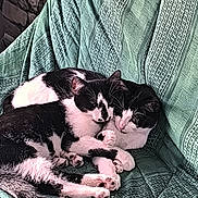 Cannelle Et Réglisse a rejoint le concours — aidez-le/la à gagner de superbes lots ! cat, cats, black_and_white, sleeping, snuggling, pet, animal, feline, cozy, blanket, texture, indoor, resting, cute, pair, fur, paw, companion, relaxation, comfort