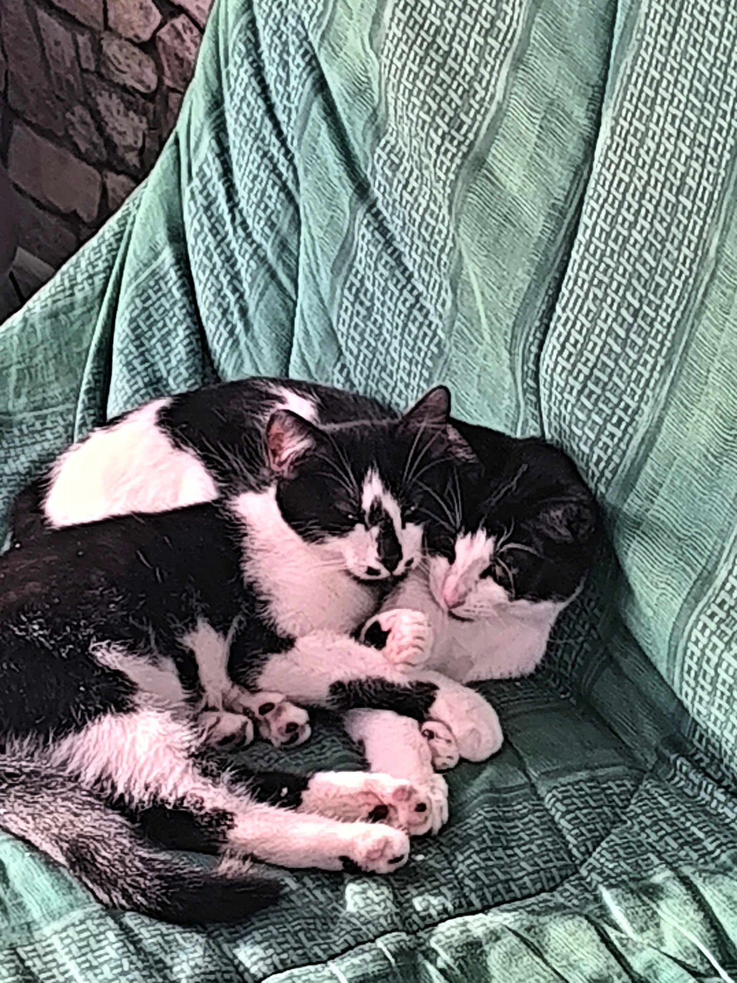 Cannelle Et Réglisse a rejoint le concours — aidez-le/la à gagner de superbes lots ! cat, cats, black_and_white, sleeping, snuggling, pet, animal, feline, cozy, blanket, texture, indoor, resting, cute, pair, fur, paw, companion, relaxation, comfort