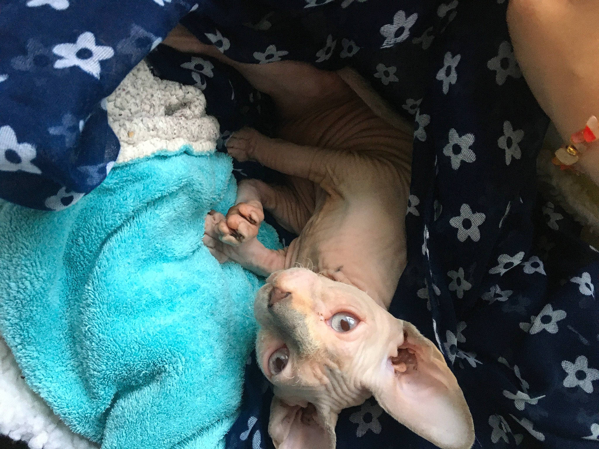 Athéna participe au concours pour gagner de l'argent avec cette photo : baby_toddler_clothing, carnivore, child, comfort, companion_dog, dog, dog_breed, electric_blue, fawn, finger, flesh, fur, linens, nail, pattern, paw, sporting_group, toy_dog, working_animal, wrinkle