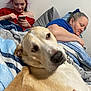 Comet is registered to the contest to win money with this photo: dog, person, adult, bed, blanket, bedding, pillow, smartphone, phone, indoor, pet, portrait, closeup, looking_at_camera, resting, sleeping, hand, wall, striped_bedding, collar