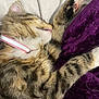 Opal is registered to the contest to win money with this photo: cat, kitten, sleeping, collar, pink, paw, paw_pad, fur, tabby, striped, blanket, purple, bed, closeup, whiskers, portrait, pet, domestic_animal, cozy, nap